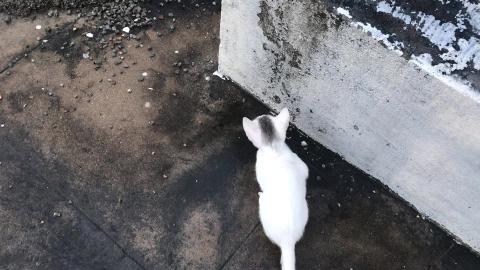 TEDY & GIFY CURIOSITY !! CATS ALWAYS HAVE CURIOUSITY !!