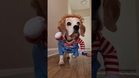 A Beagle Dog in a Funny Costume Playing Hide-and-Seek.