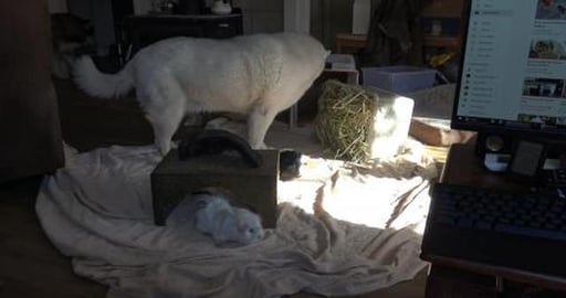 Guinea Pig gets floor time watched by wolves