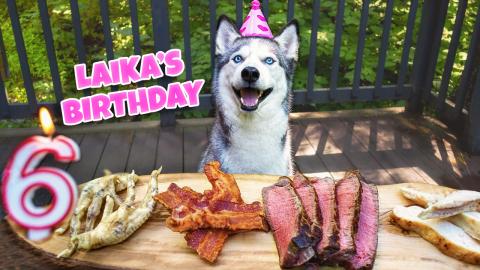 My Husky’s 6th Birthday - Laika Birthday Feast! | Funny...