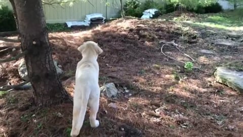 Puppy Zoomies through the Garden