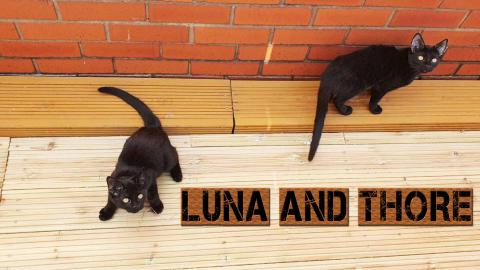 Luna And Thore Two Adorable Kittens