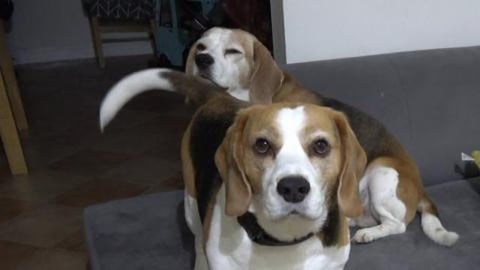 Happy Dogs Welcoming Dad who Comes Back Home From Work in...