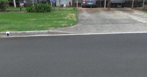 Visiting all our friends and I broke my Husky