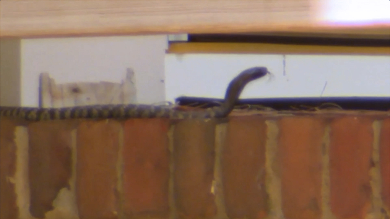 Venomous pet snake, a zebra cobra, on the loose after escaping home in  Raleigh - ABC11 Raleigh-Durham