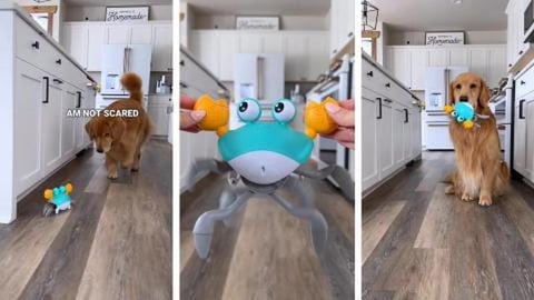 UH-OH We Have Krabs!