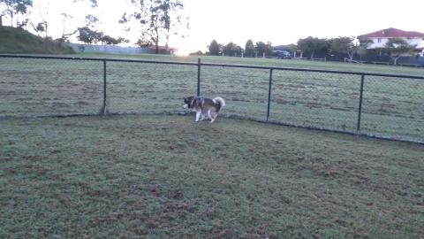 Huskies at the dog park with doggy friends