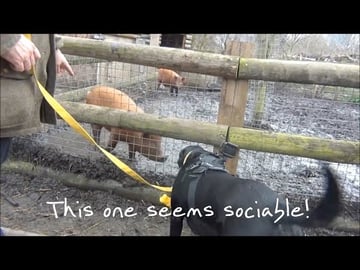 Our Dog Percy the Black Labrador goes to the City Farm Lo...