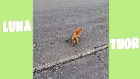 Elvis (the kitten)loves the road