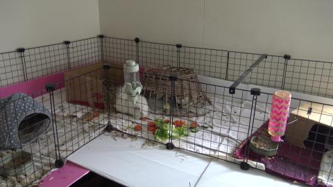 Husky walked & fed, Guinea Pigs being fed