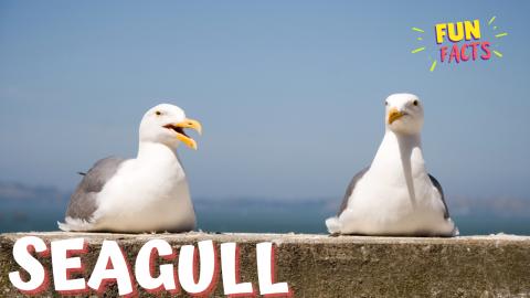 Playful Seagulls | Fun Facts