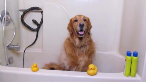 Golden Retriever Dog Poops In Bathtub!