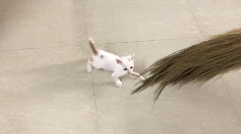 My Timmy cat playing with boom stick ....LoL !!!  {Part 7...