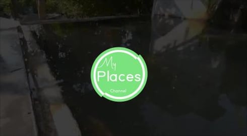 Filming carp underwater