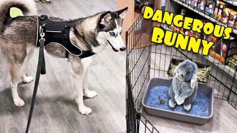 HUSKY vs RABBIT: Dangerous Encounter | Funny Dogs Video