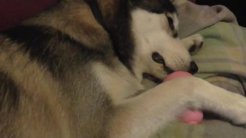 Husky asks dad for help getting treat out off Kong