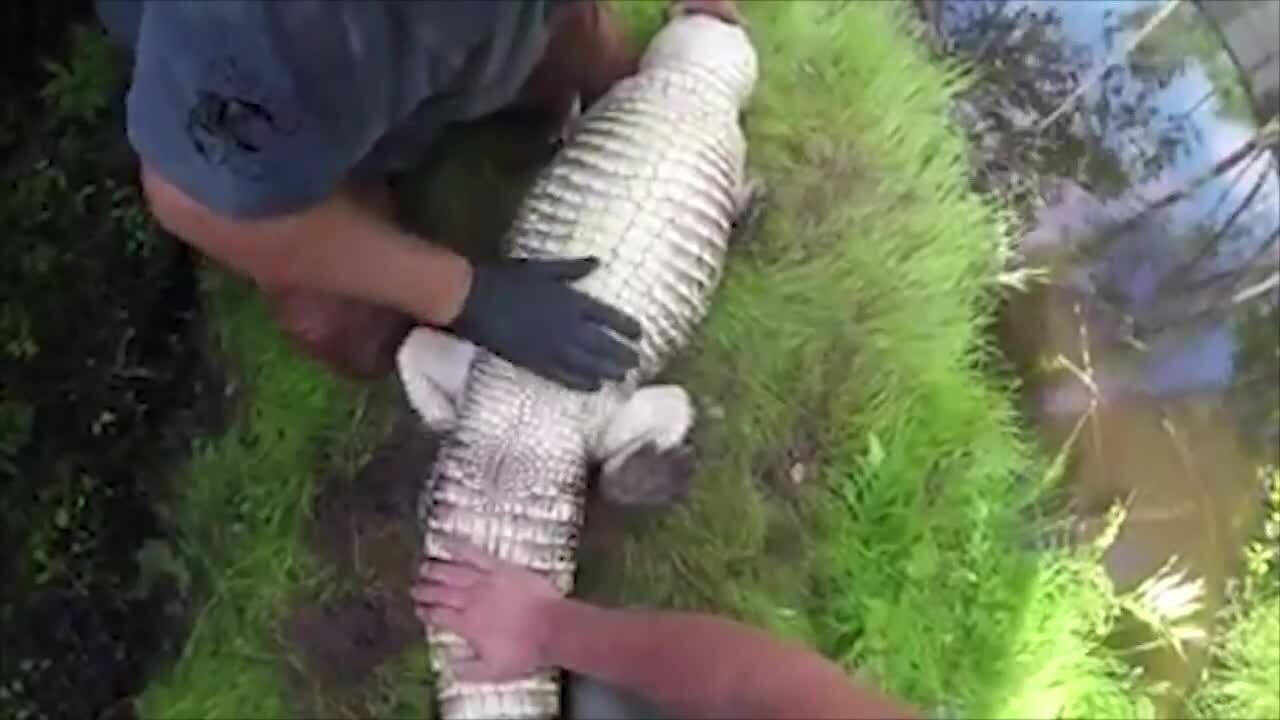 Video shows how experts determine gender of an alligator | Charlotte  Observer