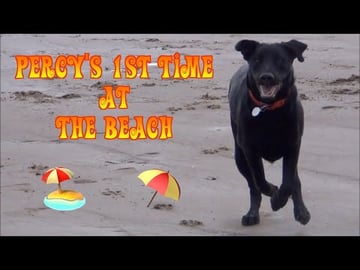 Puppy Percy The Black Labrador Retriever 1st Time on Beac...