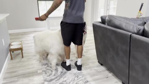 Huskies Meeting The Delivery Man