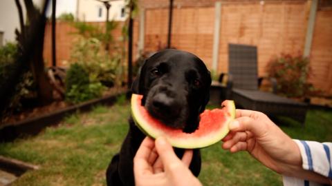Labrador Loves Eating Watermelon