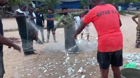 Fishermen Collecting Fish From Fishing Net | Kerala