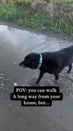 Percy the labrador getting older