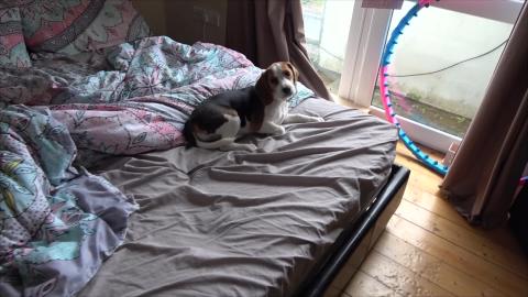 Puppy Howling Along with Owner