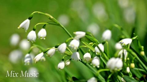 Petals and Streams | Relax & Uplift with Mix Music