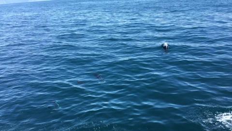 Dalls Porpoise Swimming in Alaska