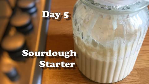 sourdough starter Day 5