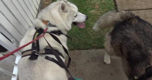 Ignored by Husky, Storm damage, Golden Retriever want att...