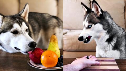 Funny Difference Between My Male and Female Huskies Revie...