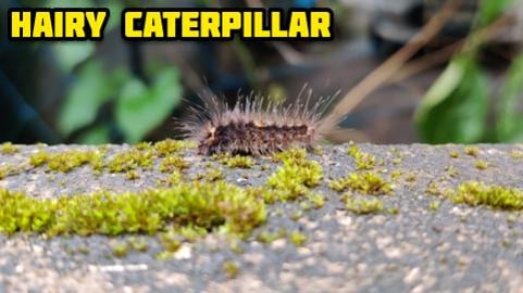 BEAUTIFUL HAIRY CATERPILLAR