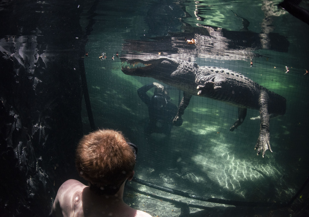 Swim with trained alligators at the Everglades Outpost in Florida