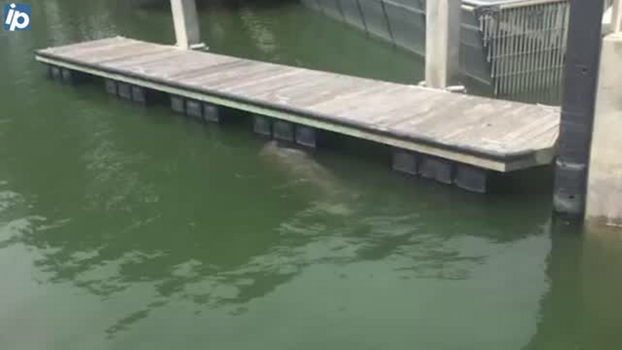 Manatee spotted on Hilton Head | Hilton Head Island Packet