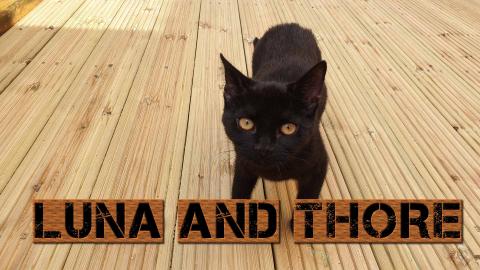 Luna And Thore When They Had 5 Months Old (cute kittens)