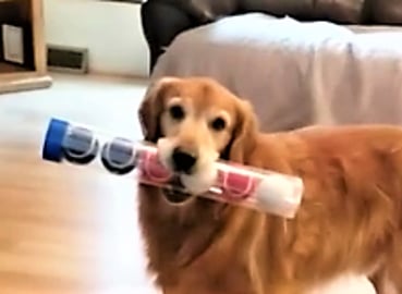 Funny Dogs Get New Tennis Balls!