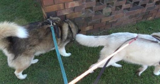 Lonely Husky update & two empty houses