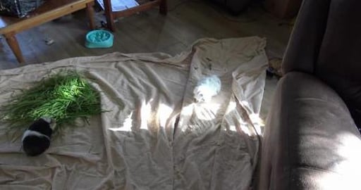 Guinea pigs get to run around the house, Husky kept a clo...