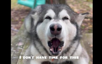 Perfect Even If He Said No,