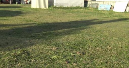 We got to cuddle Malamute Nala finally, husky not amuzed