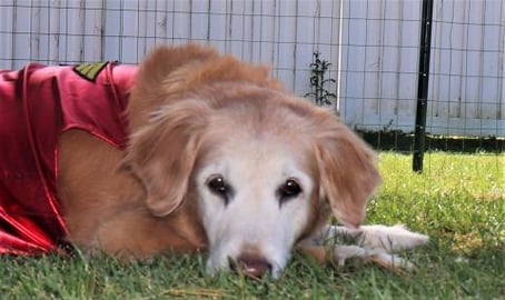 Senior Golden Retriever Dog Talks To Dad!