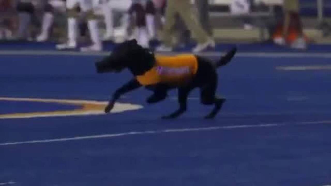 Boise State's tee-fetching dog: Adorable tradition goes back decades 