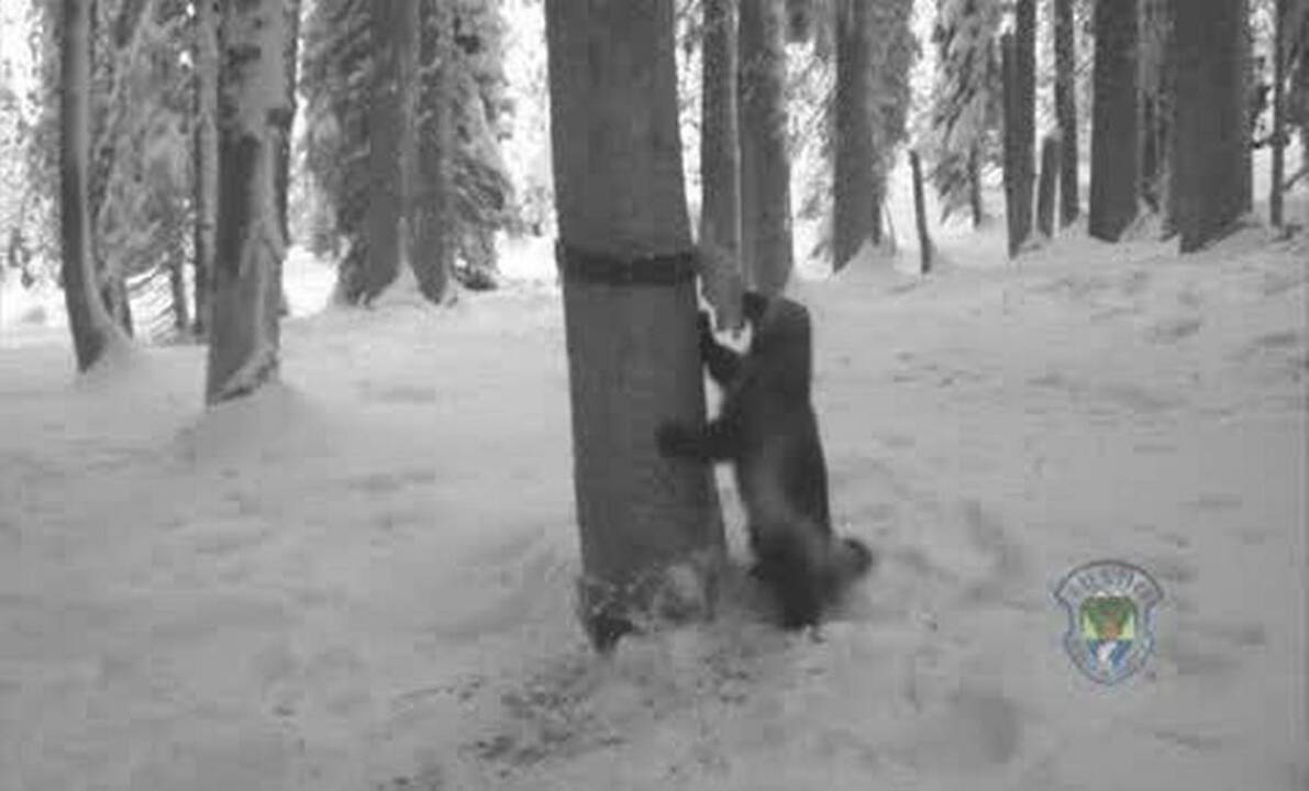 Fish and Game cameras capture elusive wolverines in Idaho Idaho Statesman