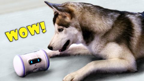 My Huskies Decide To Lose Weight And Do Fitness! | Funny ...