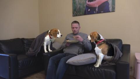 How my Beagle Dogs React When I Eat My Food | Talking Dog...