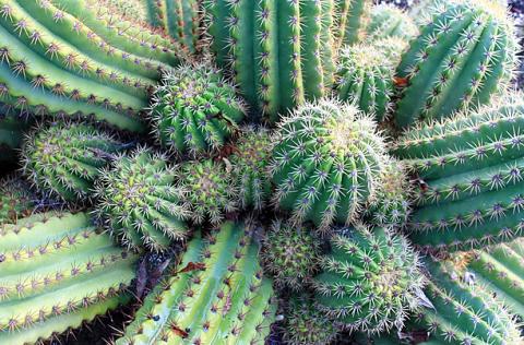 Grafting Cacti  How to Graft a San Pedro Cactus