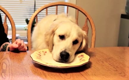Funny Golden Retriever Dogs Reaction To The Invisible Foo...