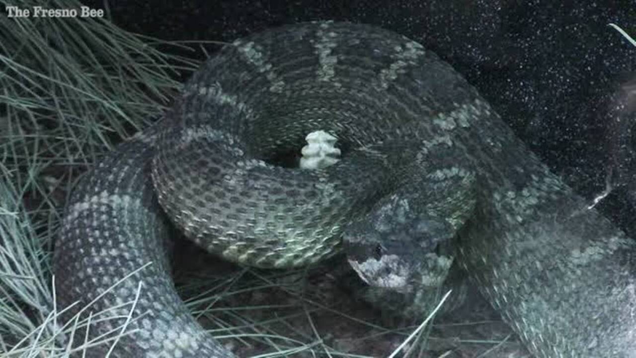 Hikers beware! It’s rattlesnake season Myrtle Beach Sun News