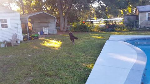 Woo And Princess Morning Playtime And Zoomies